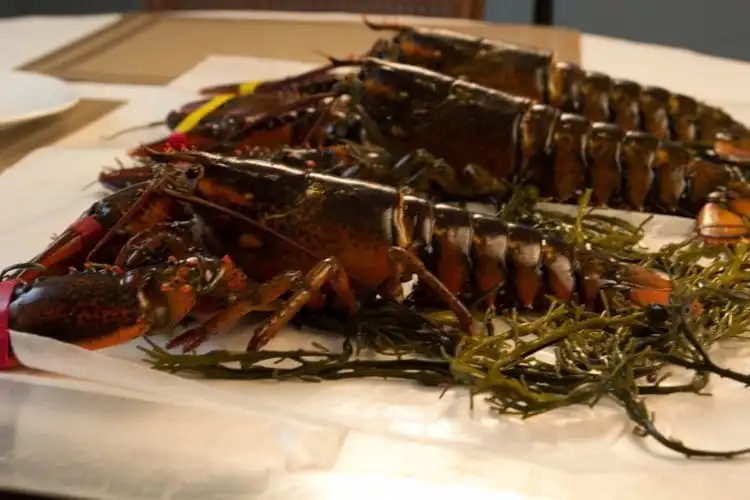 frozen lobster / frozen lobster tail / fresh live