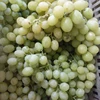 Red Globe Grape keep well, so tend to have a long season from any one growing area.