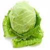 Fresh Round Cabbage Good Quality in Bulk for Sale