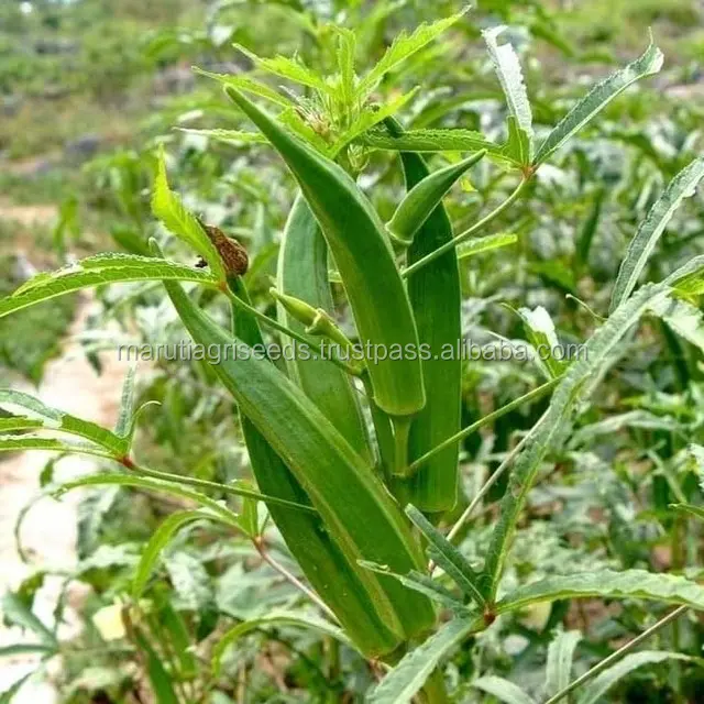 MARUTI OKRA SEEDS F1 HYBRID FOR PAKISTAN, View OKRA SEED MARUTI ROHINI