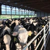 Top Quality Live Dairy Cows and Livestock animals for sale