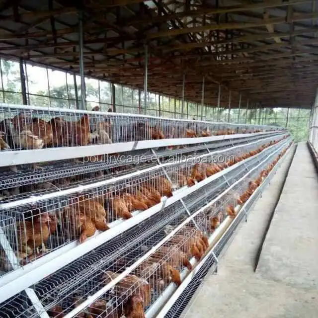 chicken cage-622