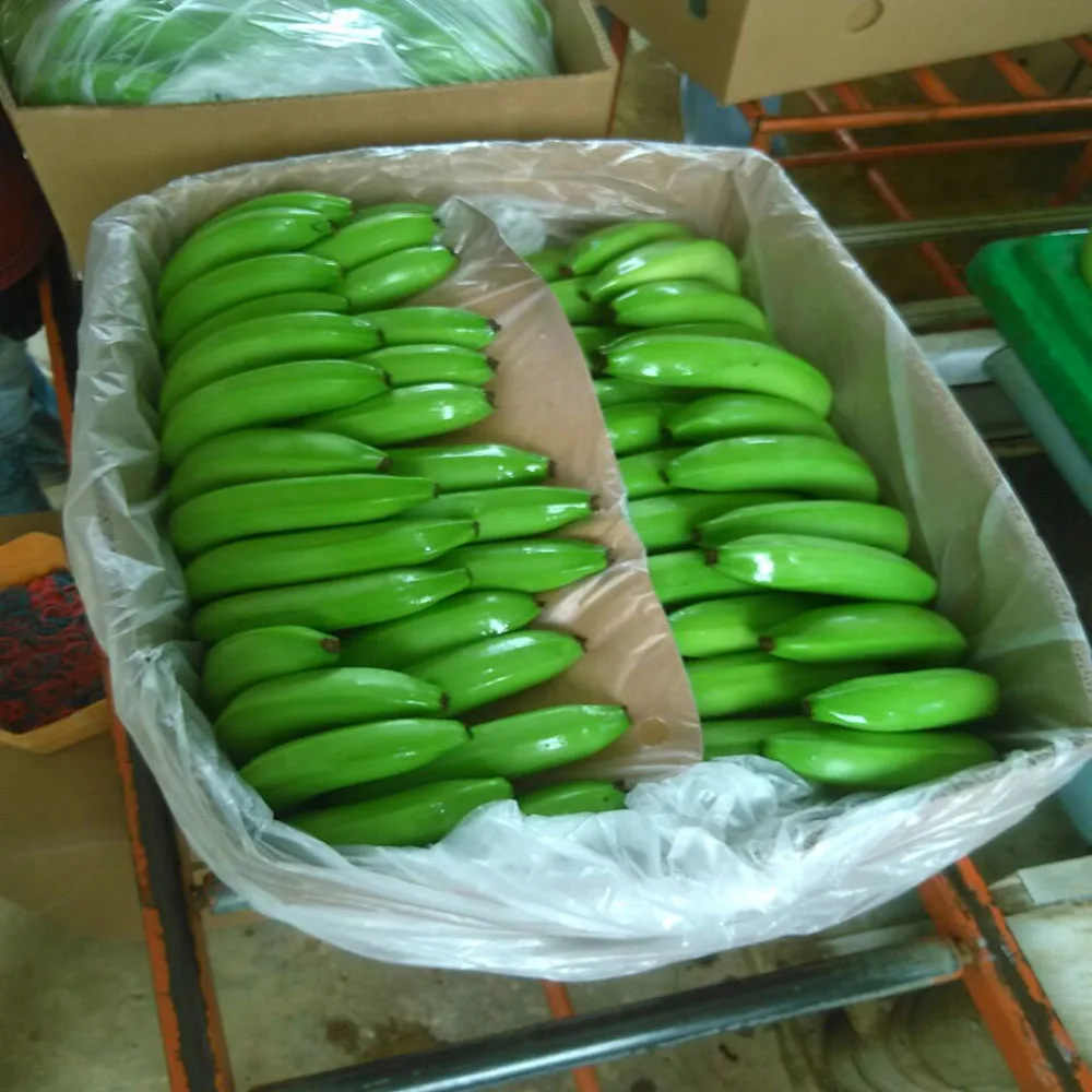 
Fresh Cavendish Bananas Of Ecuador 