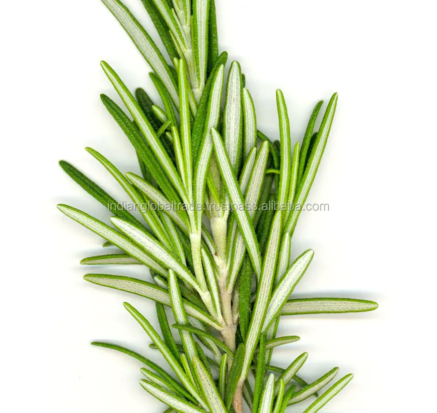 Rosemary Spanish Essential Oil Indian Global Trade Buy Wholesale