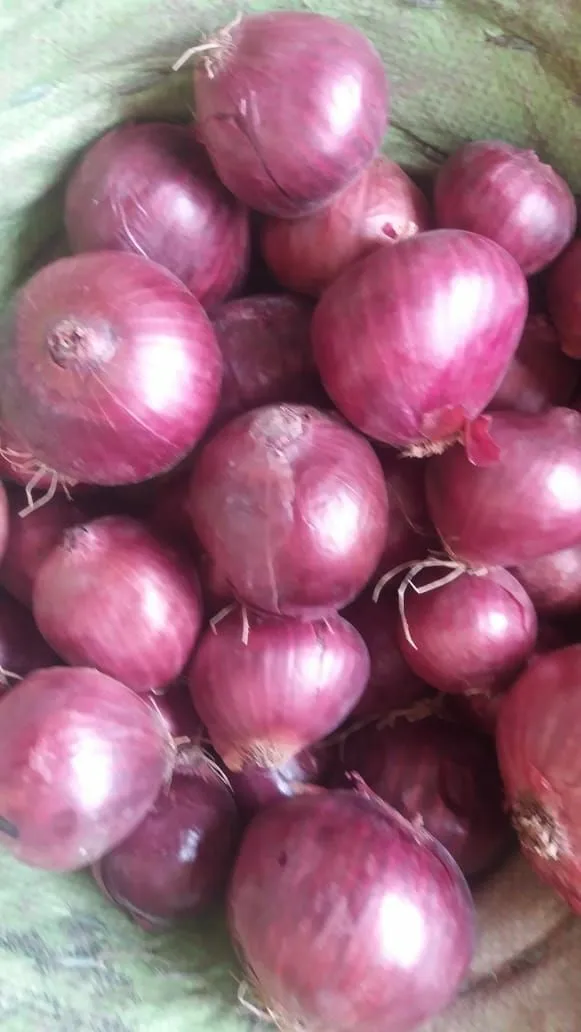 Fresh Onions Buy Pakistani Onions,Cheap Red Onions From Pakistan,Red Onion Product on