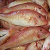 Best Price Frozen Red Seabream, Red Snapper fish, Red Mullet fish