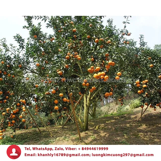 wholesale best price fresh citrus fruit navel orange