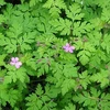 100% Natural Geranium Herb Powder and Tablets from Manufacturer