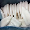 Best Squid Tube Frozen Illex Squid, Seafrozen