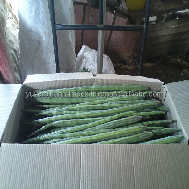 Fresh Vegetables Drumstick Exporter In India To Uk/usa/uae/malaysia
