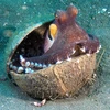 AQUARIUM DECORATIVE ACCESSORIES/ DECREASE TANK pH
