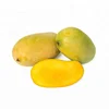 Fresh Indian Mango / Fresh Mango Exporters India / Fresh Kesar Mango