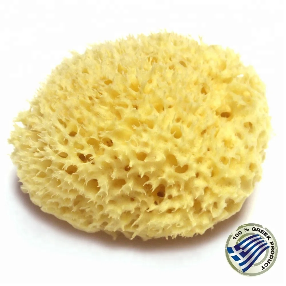 Naturliche Meer Schwamm Aus Griechenland Buy Natural Sea Sponge Product On Alibaba Com