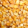 /product-detail/2019-yellow-maize-bird-feed-50041394453.html