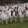 /product-detail/100-full-blood-boer-goats-live-sheep-goats-and-cattle-50043581159.html