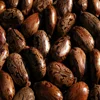 Castor seed at best price -Whatsapp :+91 9176416331