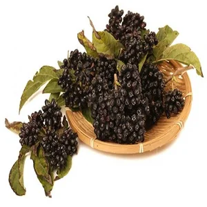 siberian ginseng p.e.