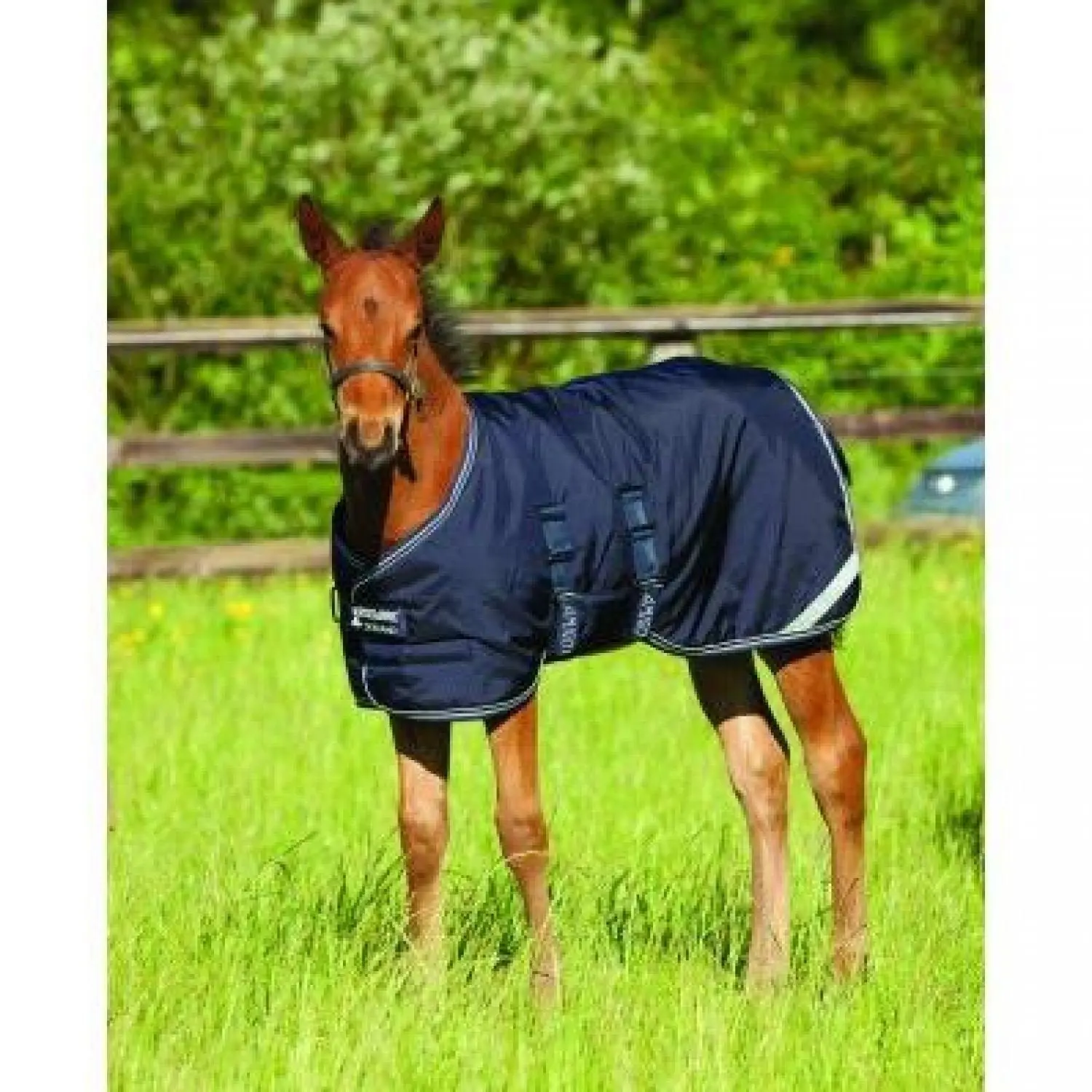 Showman TEAL FOAL /& MINI Size 36/"-40/" Waterproof /& Breathable Turnout Blanket!