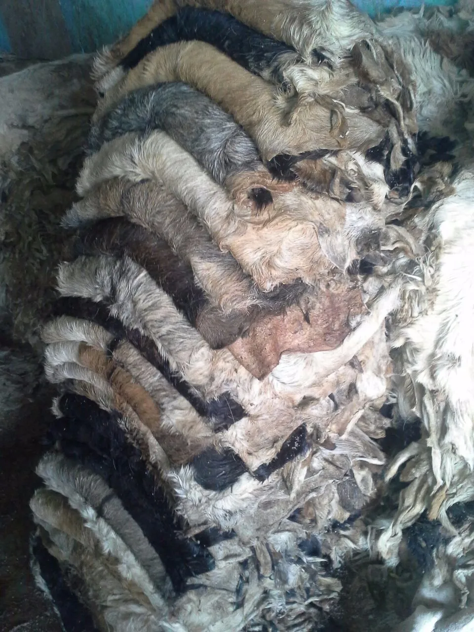 生皮绵羊牛山羊西非洲皮皮革