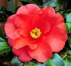 Camellia8.jpg