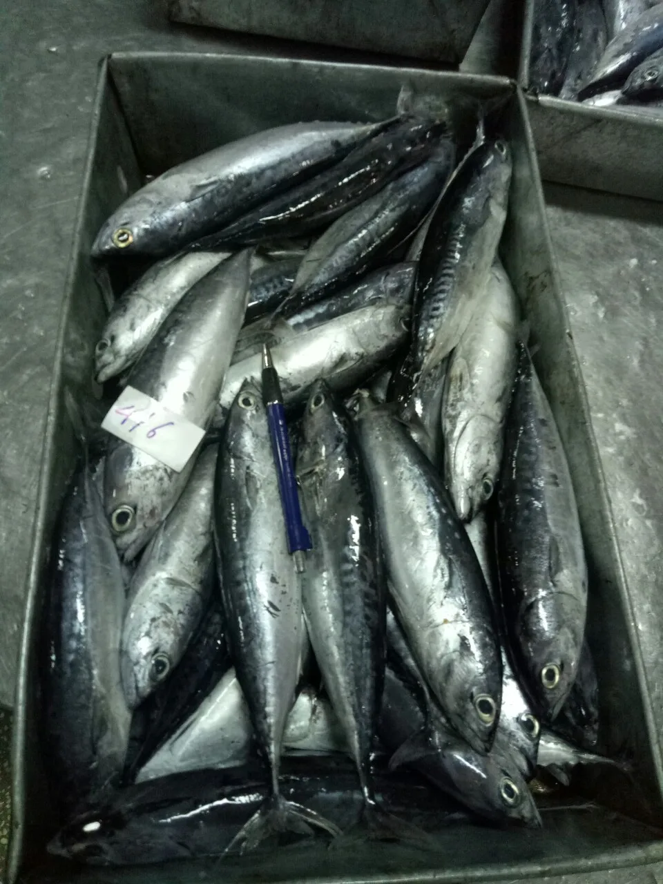 Tuna Factory Wholesale Fresh Frozen Yellowfin Tuna Fish 