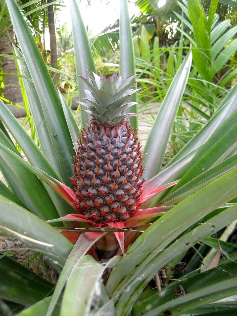 Fruta De Piña Fresca,Piña De Cayena Fresca,Whatsapp + 0084 845 639639 ...