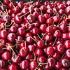 Fresh Cherries Greek cherries for export sweet cherry