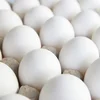 /product-detail/fresh-table-brown-and-white-chicken-eggs--62007157011.html
