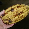 raw cacao beans / Top Quality Cacao Beans