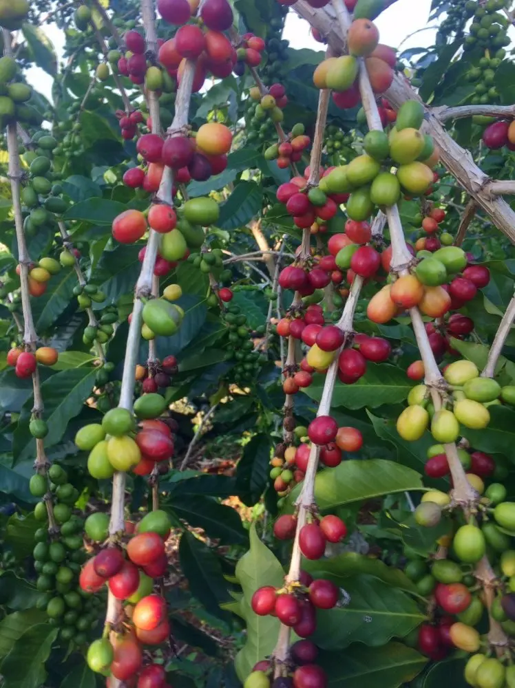 Aloha Farms Hawaii 100% Kona Coffee Beans,Prime,Green ...