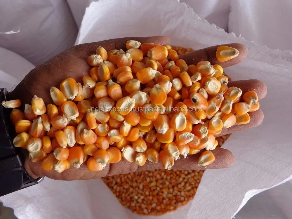 Yellow Maize For Animal Feed Buy Maize Corn Trading Companies,Feed