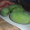 Hand Picked Fresh Alphonso Mangos For Export In Europe