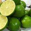 FRESH LIME/ FRESH LEMON HIGH QUALITY FOR EXPORT 2018