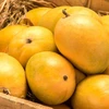 Wholesale Fresh Mango / Alphonso Mango Fruit