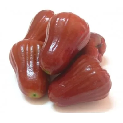 fresh rose apple - vietnamese special fresh bell fruit