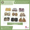 Precisely Cut Cabochon Earring Pairs of Natural Semi Precious Crazy Lace Agate Gemstones