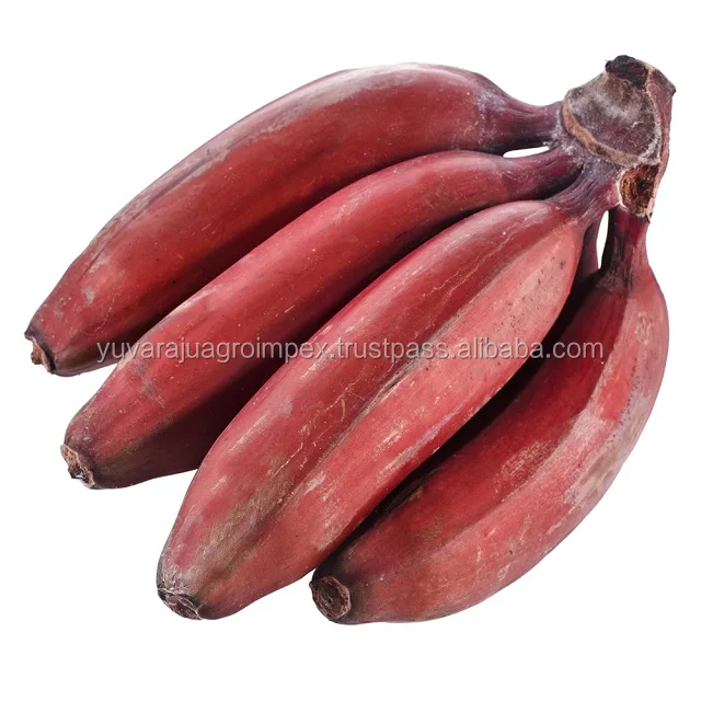 フレッシュフルーツインディアンレッドバナナ Buy Red Banana Exports To Canada Oman Bahrain Fresh Fruits Red Healthy Food Banana Baby Fruits Red Banana Product On Alibaba Com