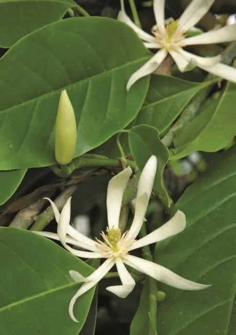 champaca white 4.jpg