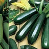 FRESH ZUCCHINI