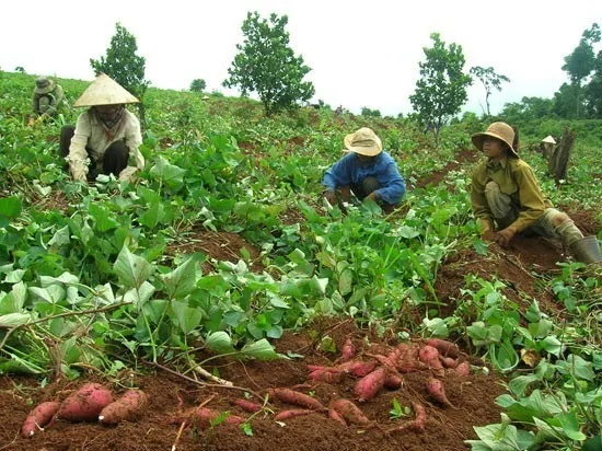 japanese purple sweet potato/ yellow sweet| Alibaba.com