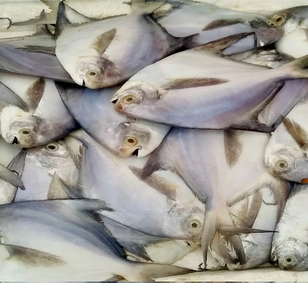 Картинки Белых Рыб