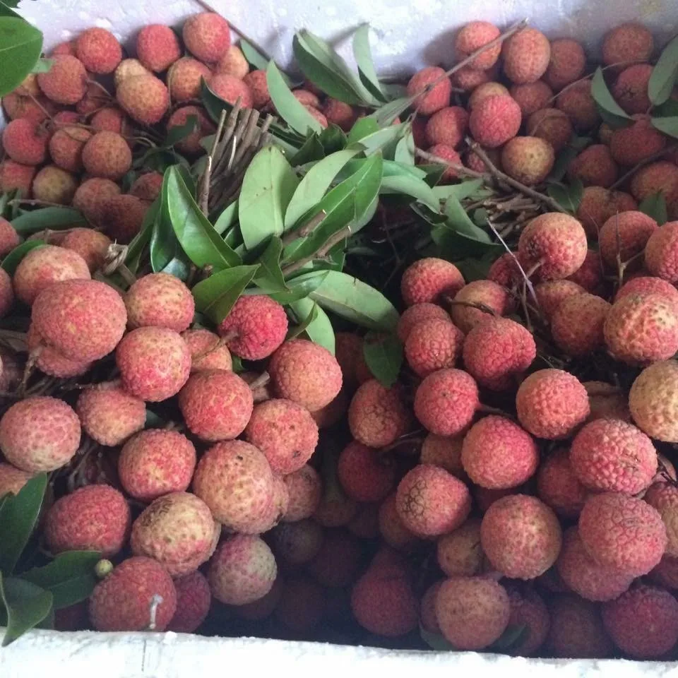 Lychee Fresh Lychee Best Price In Season/whatsapp +84 845 639 639