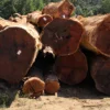 Malaysia Merbau Wood Sawn Timber