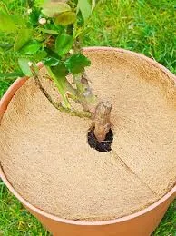 Coco Faser Mulch Baum Ringe