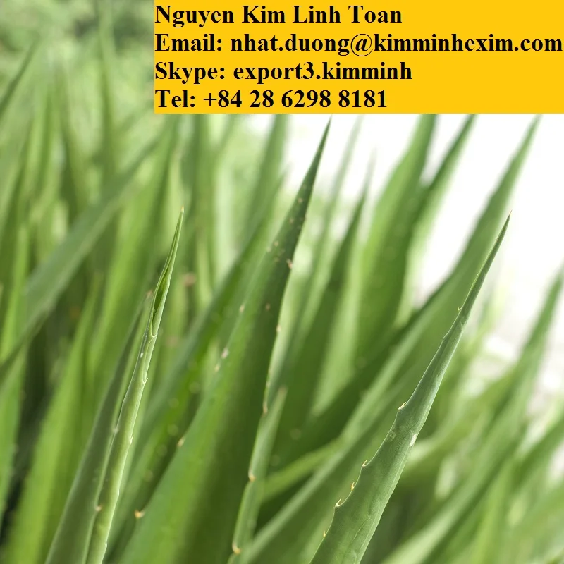 ALOE VERA LEAVES .jpg