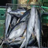 Frozen Skipjack Tuna/ Bulk Packaging and Tuna Variety Frozen Yellow Fin Tuna Fish 10KG/20KG,20KG/30KG