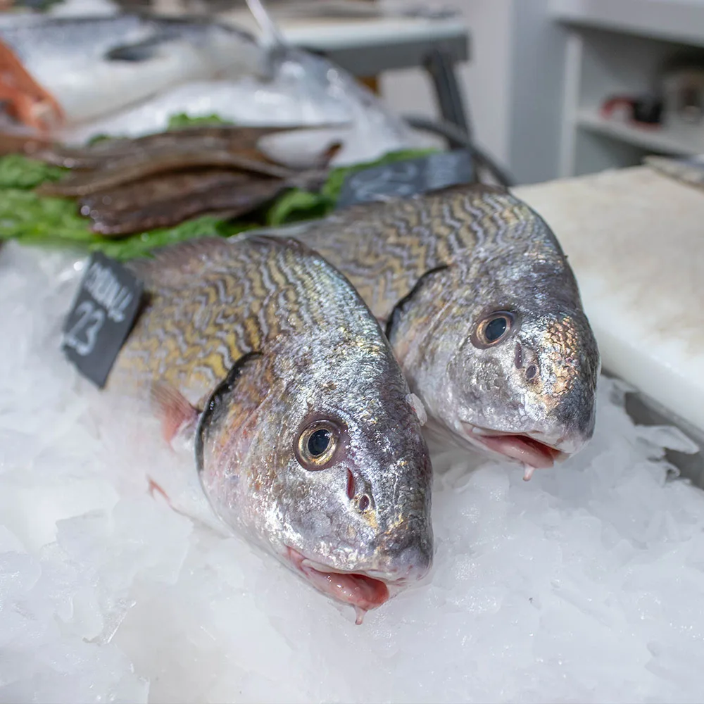 frozen gs tilapia fish ready for export