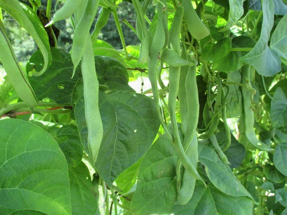 green beans ,washed arabica green coffee beans / unwashed