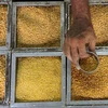 Affordable best price chana dal Split Desi Chickpea Bengal Gram Yellow gram quality gram Available in stock