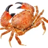 Clean crab shell for Food stuffed/ Decorate dishes